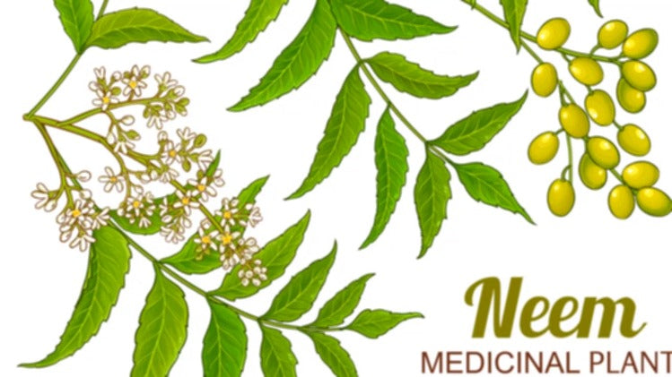 What is Neem and What Are It's Benefits?